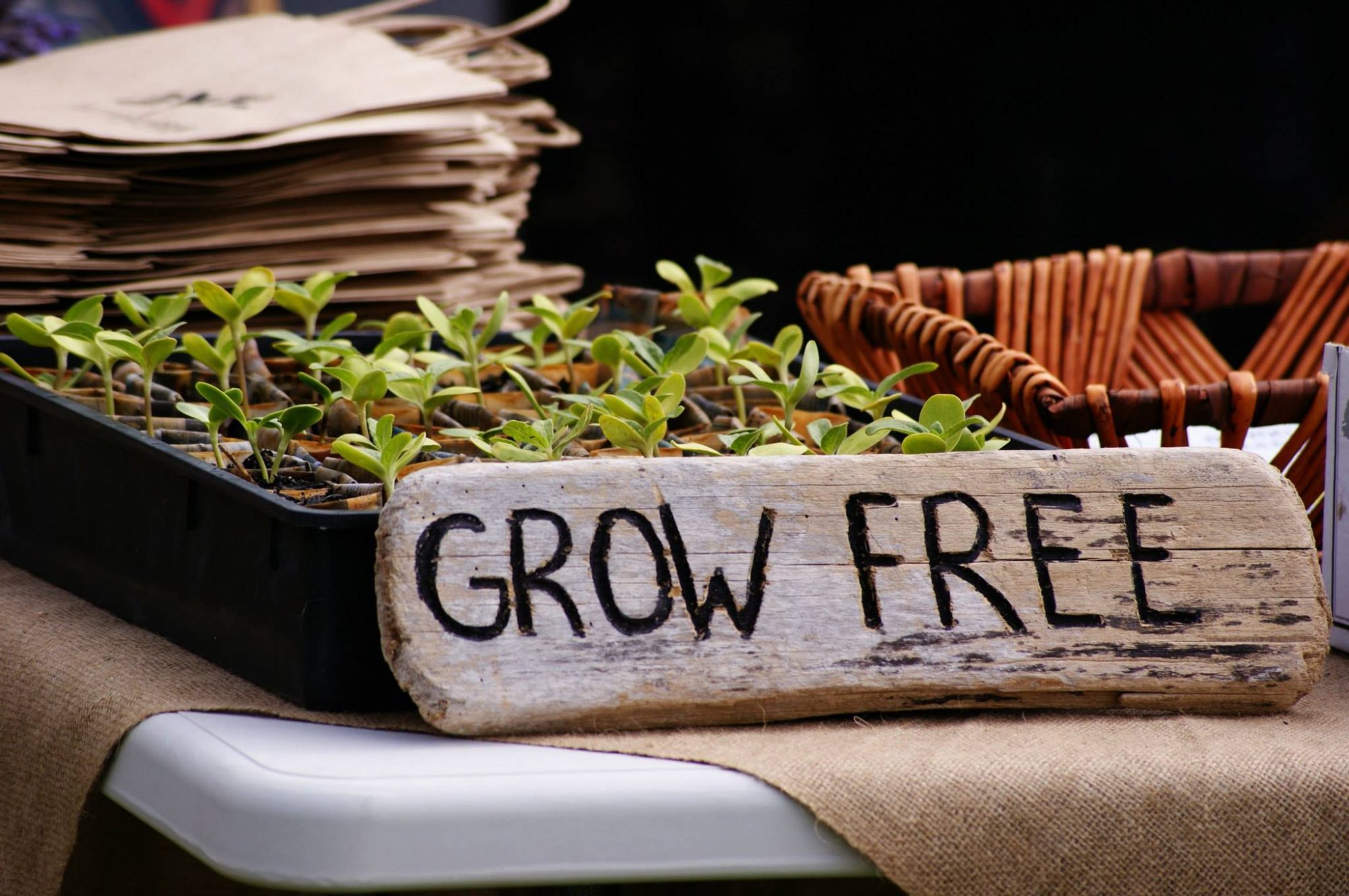 Welcome to Grow Free!